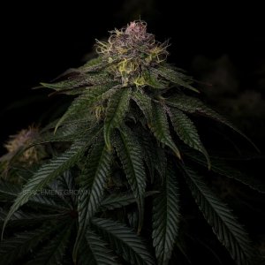 grow-with-medicgrow-smart8-spacementgrown-day42-11.jpg