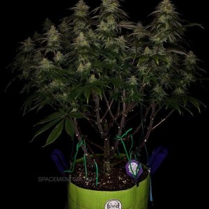 grow-with-medicgrow-smart8-spacementgrown-day42-12.jpg