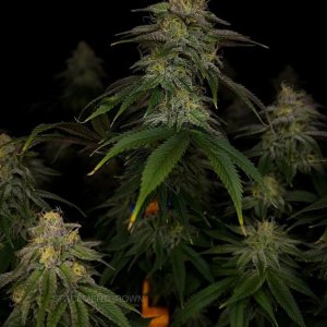 grow-with-medicgrow-smart8-spacementgrown-day42-13.jpg