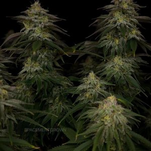 grow-with-medicgrow-smart8-spacementgrown-day42-14.jpg