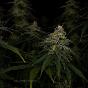 grow-with-medicgrow-smart8-spacementgrown-day42-15.jpg