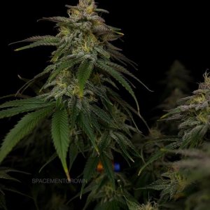 grow-with-medicgrow-smart8-spacementgrown-day42-16.jpg