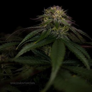 grow-with-medicgrow-smart8-spacementgrown-day42-17.jpg