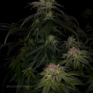 grow-with-medicgrow-smart8-spacementgrown-day42-18.jpg