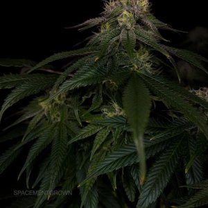 grow-with-medicgrow-smart8-spacementgrown-day42-19.jpg