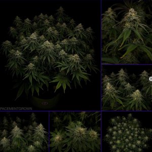 grow-with-medicgrow-smart8-spacementgrown-day42-20.jpg