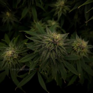 grow-with-medicgrow-smart8-spacementgrown-day42-21.jpg