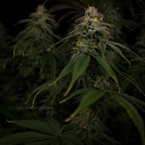 grow-with-medicgrow-smart8-spacementgrown-day42-23.jpg