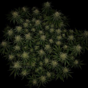 grow-with-medicgrow-smart8-spacementgrown-day42-24.jpg