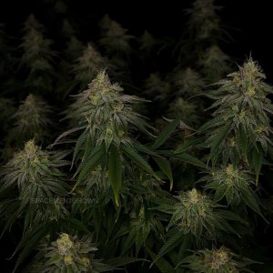 grow-with-medicgrow-smart8-spacementgrown-day42-25.jpg