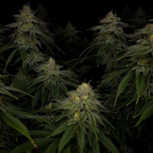 grow-with-medicgrow-smart8-spacementgrown-day42-26.jpg