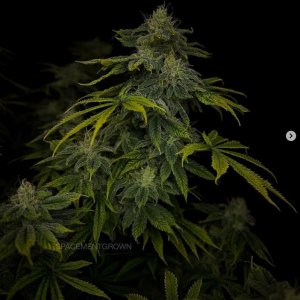 grow-with-medicgrow-smart8-spacementgrown-day42-27.jpg