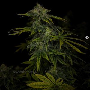 grow-with-medicgrow-smart8-spacementgrown-day42-28.jpg