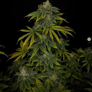 grow-with-medicgrow-smart8-spacementgrown-day42-29.jpg