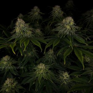 grow-with-medicgrow-smart8-spacementgrown-day42-31.jpg