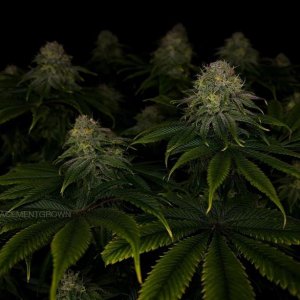 grow-with-medicgrow-smart8-spacementgrown-day42-32.jpg