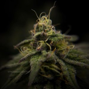 grow-with-medicgrow-smart8-spacementgrown-day42-33.jpg