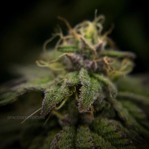 grow-with-medicgrow-smart8-spacementgrown-day42-34.jpg