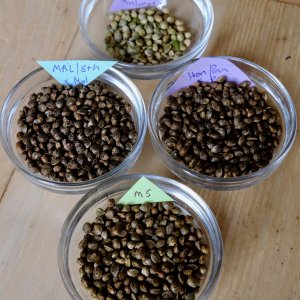 Seeds harvested from selective pollination with Mulanje pollen