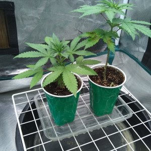 Sour Diesel (I) Super Skunk (r)