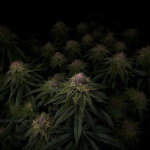 grow-with-medicgrow-smart8-spacementgrown-day42-36.jpg