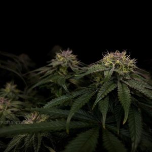 grow-with-medicgrow-smart8-spacementgrown-day42-37.jpg