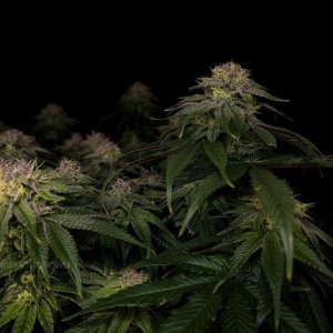 grow-with-medicgrow-smart8-spacementgrown-day42-38.jpg