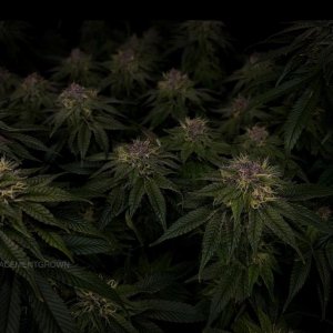 grow-with-medicgrow-smart8-spacementgrown-day42-39.jpg