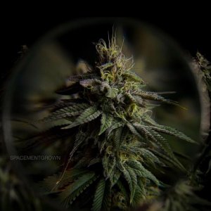 grow-with-medicgrow-smart8-spacementgrown-day42-41.jpg