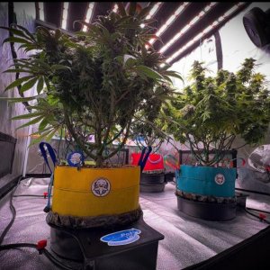 grow-with-medicgrow-smart8-spacementgrown-day42-43.jpg