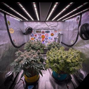 grow-with-medicgrow-smart8-spacementgrown-day42-44.jpg