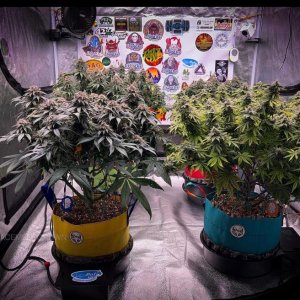 grow-with-medicgrow-smart8-spacementgrown-day42-45.jpg