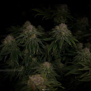 grow-with-medicgrow-smart8-spacementgrown-day47.jpg