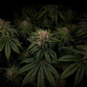 grow-with-medicgrow-smart8-spacementgrown-day47-1.jpg