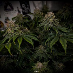 grow-with-medicgrow-smart8-spacementgrown-day47-2.jpg