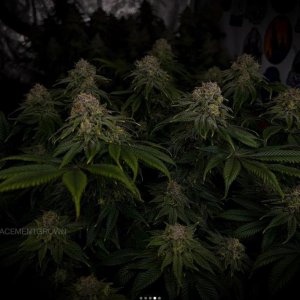 grow-with-medicgrow-smart8-spacementgrown-day47-3.jpg