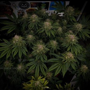 grow-with-medicgrow-smart8-spacementgrown-day47-4.jpg