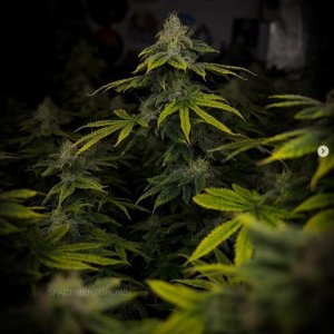 grow-with-medicgrow-smart8-spacementgrown-day47-5.jpg