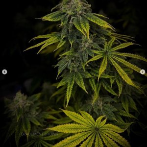 grow-with-medicgrow-smart8-spacementgrown-day47-6.jpg