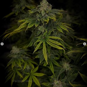 grow-with-medicgrow-smart8-spacementgrown-day47-7.jpg