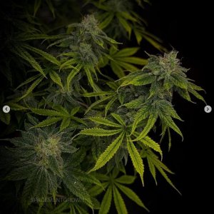 grow-with-medicgrow-smart8-spacementgrown-day47-8.jpg