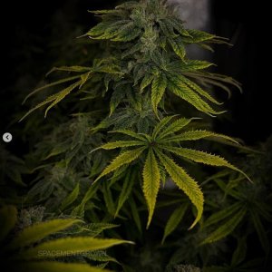 grow-with-medicgrow-smart8-spacementgrown-day47-9.jpg