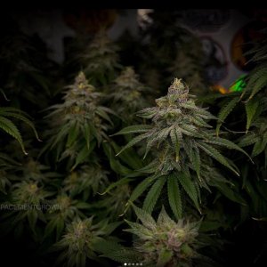 grow-with-medicgrow-smart8-spacementgrown-day47-10.jpg