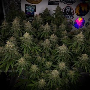 grow-with-medicgrow-smart8-spacementgrown-day47-11.jpg