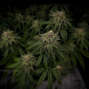 grow-with-medicgrow-smart8-spacementgrown-day47-12.jpg