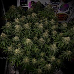 grow-with-medicgrow-smart8-spacementgrown-day47-13.jpg