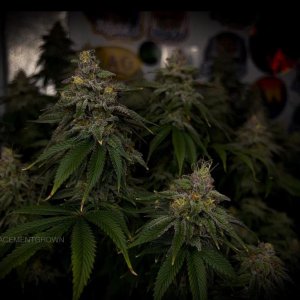 grow-with-medicgrow-smart8-spacementgrown-day47-14.jpg