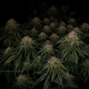 grow-with-medicgrow-smart8-spacementgrown-day47-15.jpg