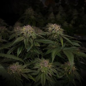 grow-with-medicgrow-smart8-spacementgrown-day47-16.jpg