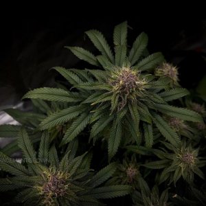 grow-with-medicgrow-smart8-spacementgrown-day47-17.jpg